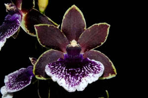 Galeopetalum N.R. Miki AM/AOS 83 pts.